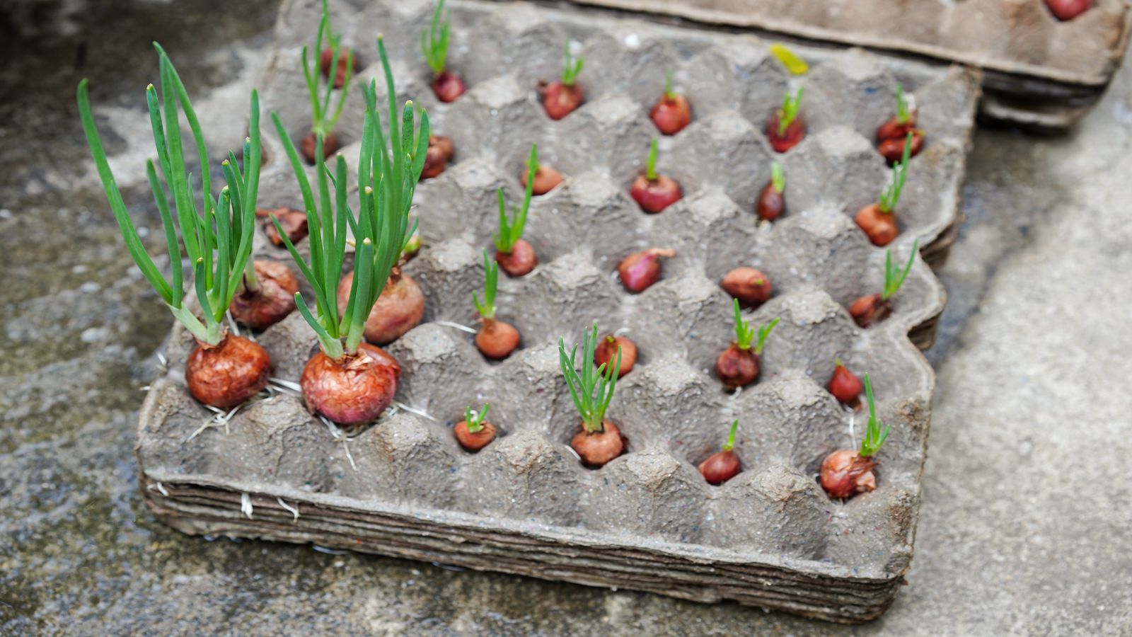 Red Impression Darwin Hybrid tulip bulbs arranged on a sorting tray with handwritten labels