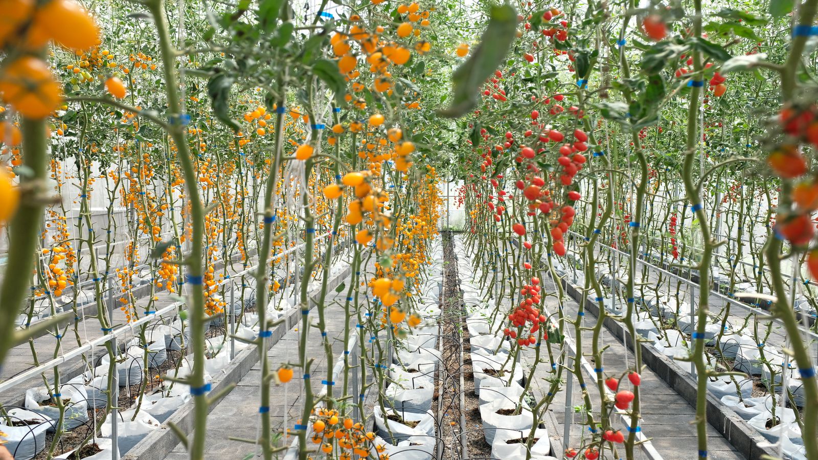 Greenhouse rows with tulips and tomato seedlings under warm lighting with duct work visible overhead