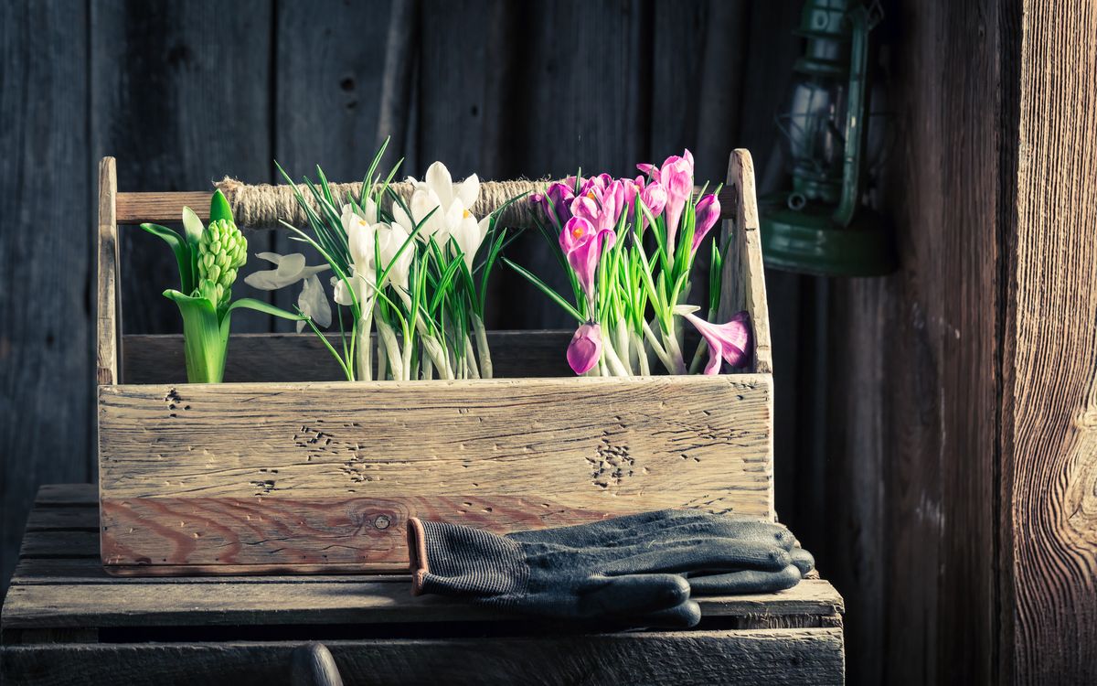 Handwritten cultivation notes beside a pot of tulip bulbs on a wooden bench