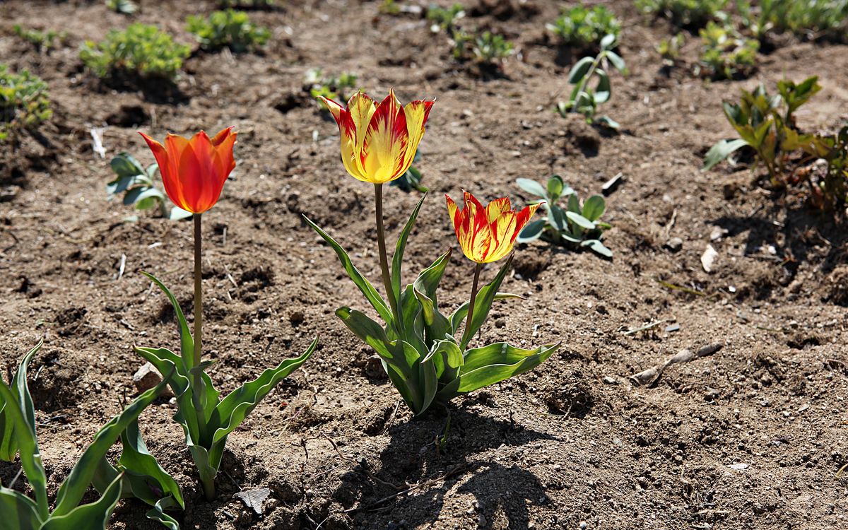 Tulip bulbs being planted in prepared beds with spacing markers visible