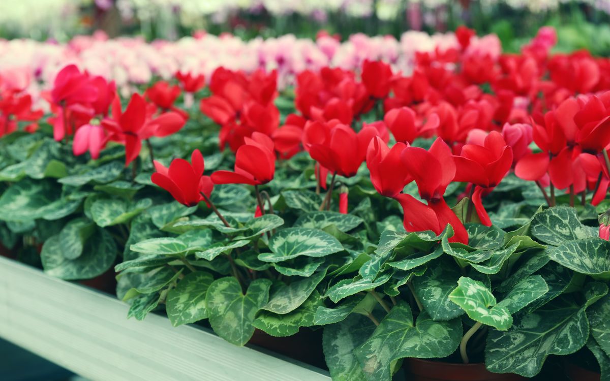 Red tulips in full bloom in a greenhouse row with cutting tools resting nearby