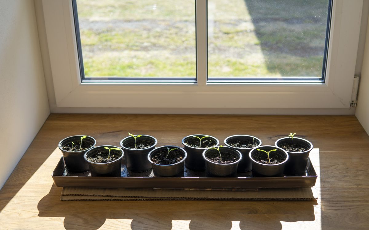 Small greenhouse interior with a duct running from an adjacent workshop and a propagation bench with seedlings